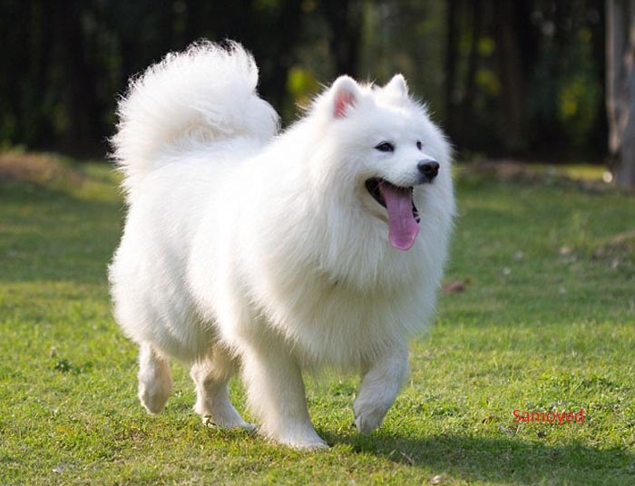 chó samoyed kute quý phái