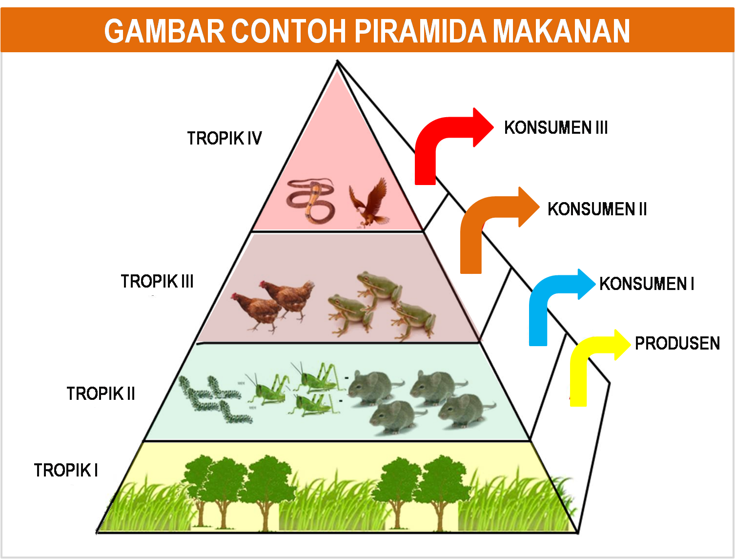 Биомасса каждого трофического уровня. Экологическая пирамида. Экологическая пирамида биомассы. Экологическая пирамида энергии. Пищевая цепочка пирамида.