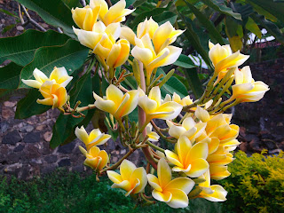 Frangipani, Plumeria, Kamboja, or Jepun In The Garden