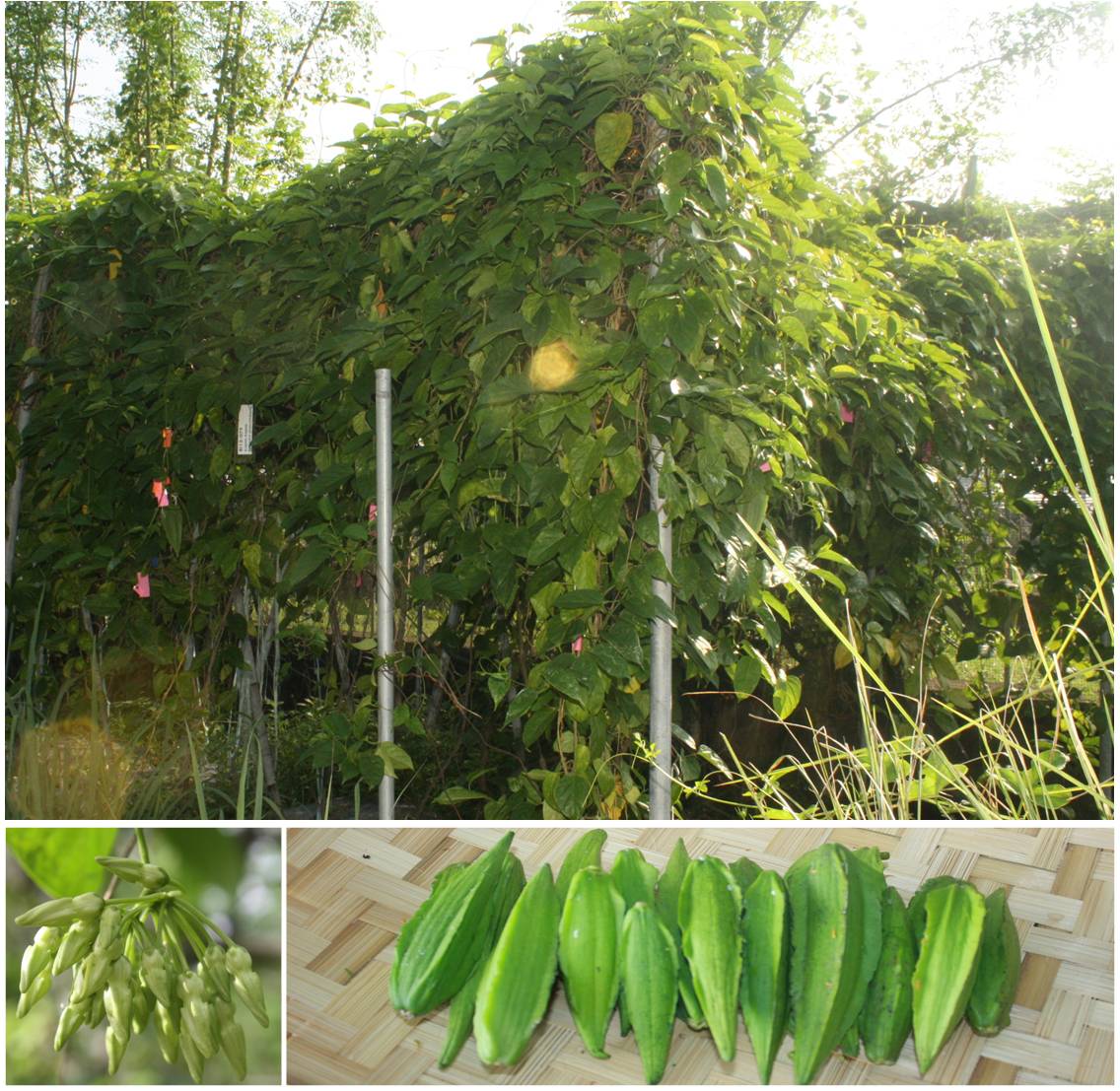 Indigenous Vegetables at a Glance Kapaskapas