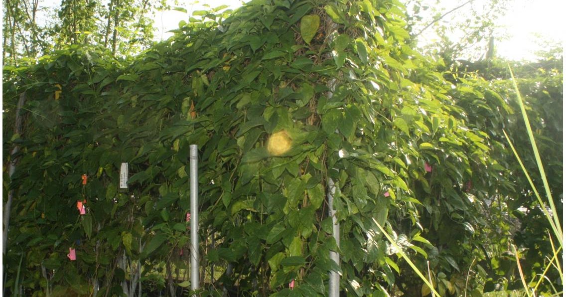 Indigenous Vegetables at a Glance Kapaskapas