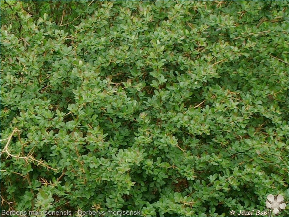 Berberis morrisonensis - Berberys morysoński 