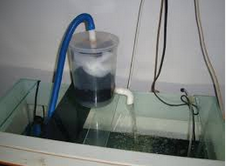 filter akuarium untuk cara merawat ikan mas koki
