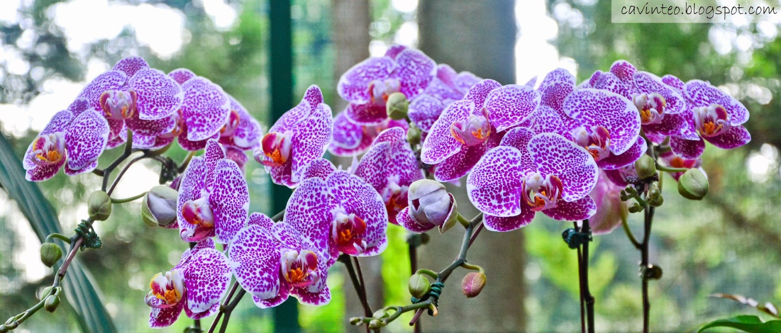 Entree Kibbles: National Orchid Garden - Definitely for Orchid Fans