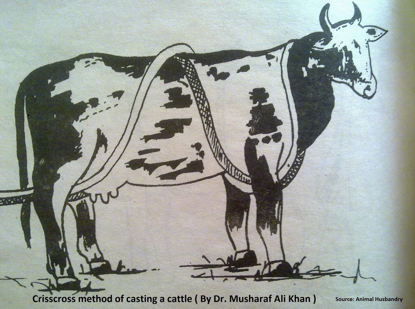 Jasmine Farms Casting of cattle & buffaloes