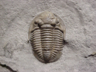 Triproetus Mesozoic Musings at Jurassic Forest: October 2012