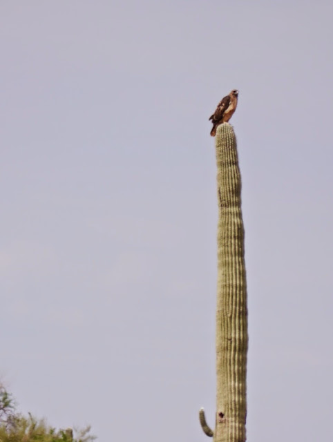 Saguaro National Park Tucson Arizona red-tailed Hawk