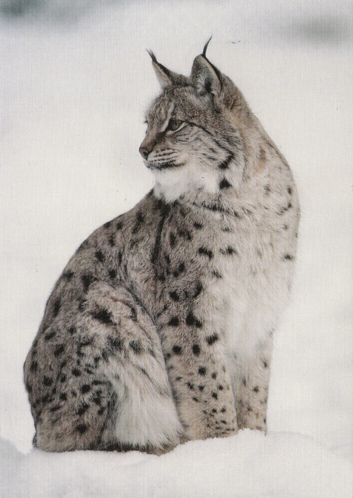 P o s t c r o s s i n g P l a n e t: Finnish Lynx