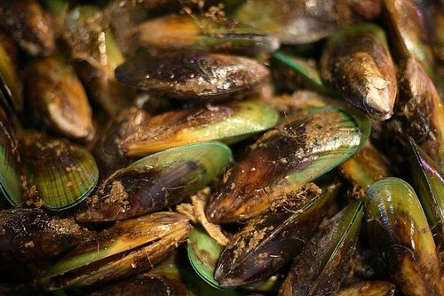 Green Lipped Mussel Dog Food Green Lipped Mussel Dog Food