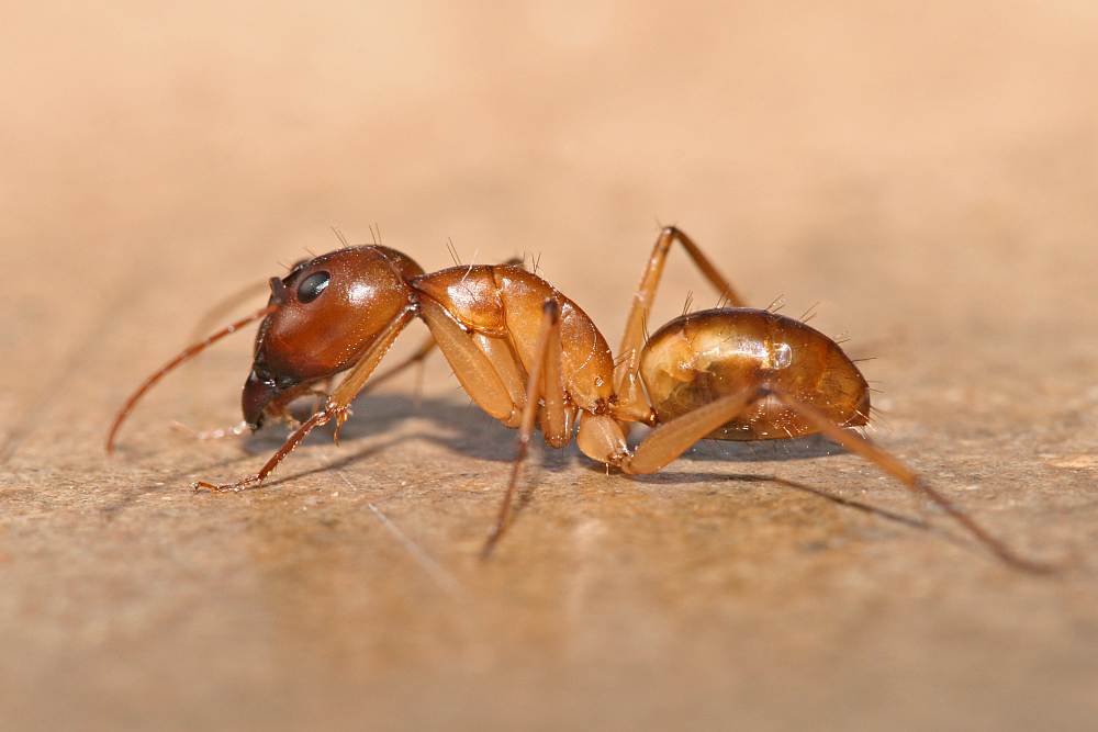 safari ants meaning