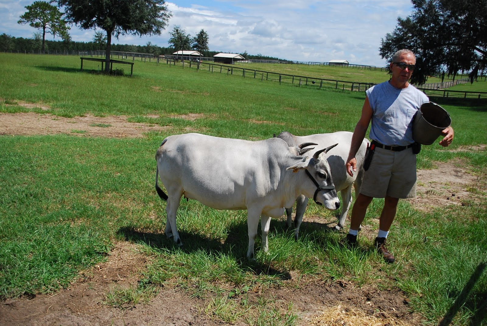 A shell in my pocket and waves at my feet... Miniature Zebu Cattle Farm...
