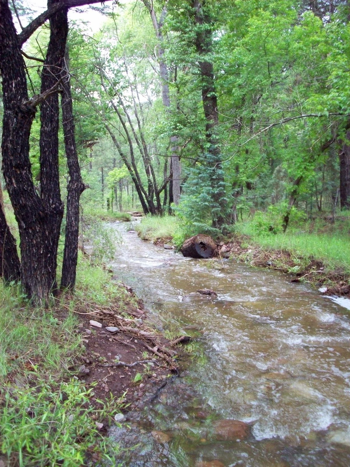 Southern New Mexico Explorer Iron Creek Black Range, Gila National Forest