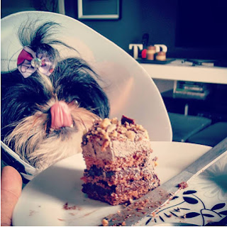 Qual é a melhor ração para Shih tzu