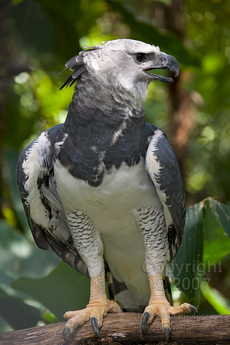 Harpy Eagle Wallpapers ~ 521 Entertainment World