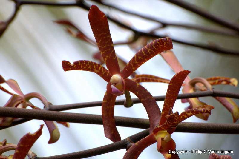 philipveerasingam Scorpion orchid flowers, Avissawella, Sri Lanka.