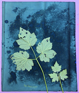 Wet cyanotype, Sue Reno, Image 28