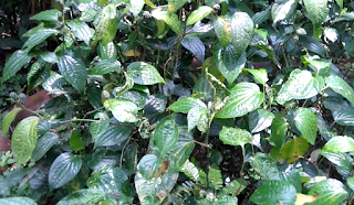 Manfaat dan Khasiat Tanaman Sirih Hutan (Piper Caducibracteum C.DC) Manfaat dan Khasiat Tanaman Sirih Hutan  Manfaat dan Khasiat Tanaman Sirih Hutan (Piper Caducibracteum C.DC)