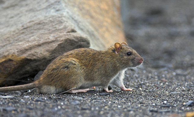 Anak Dimakan Tikus Ibu Sibuk Pesta