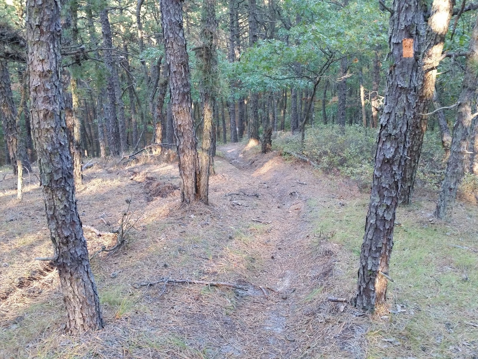 A Mike Who Likes to Hike