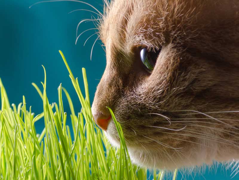Can Cats Smell Bad Breath Can Cats Smell Bad Breath