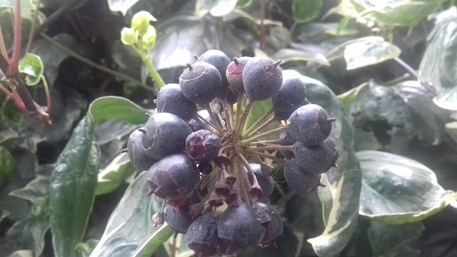 Cawlyd/Vine Fruit Of Time/14042017/20170414_160948.jpg