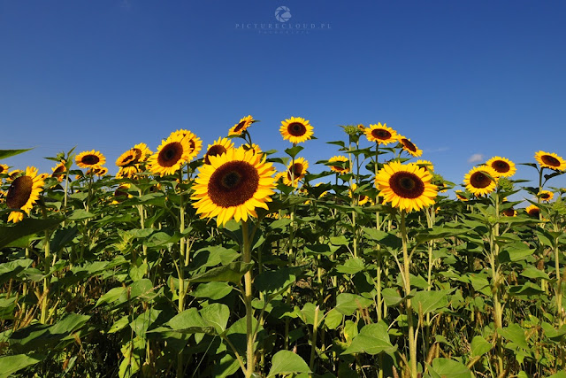 www.picturecloud.pl blog fotograficzny, picturecloud