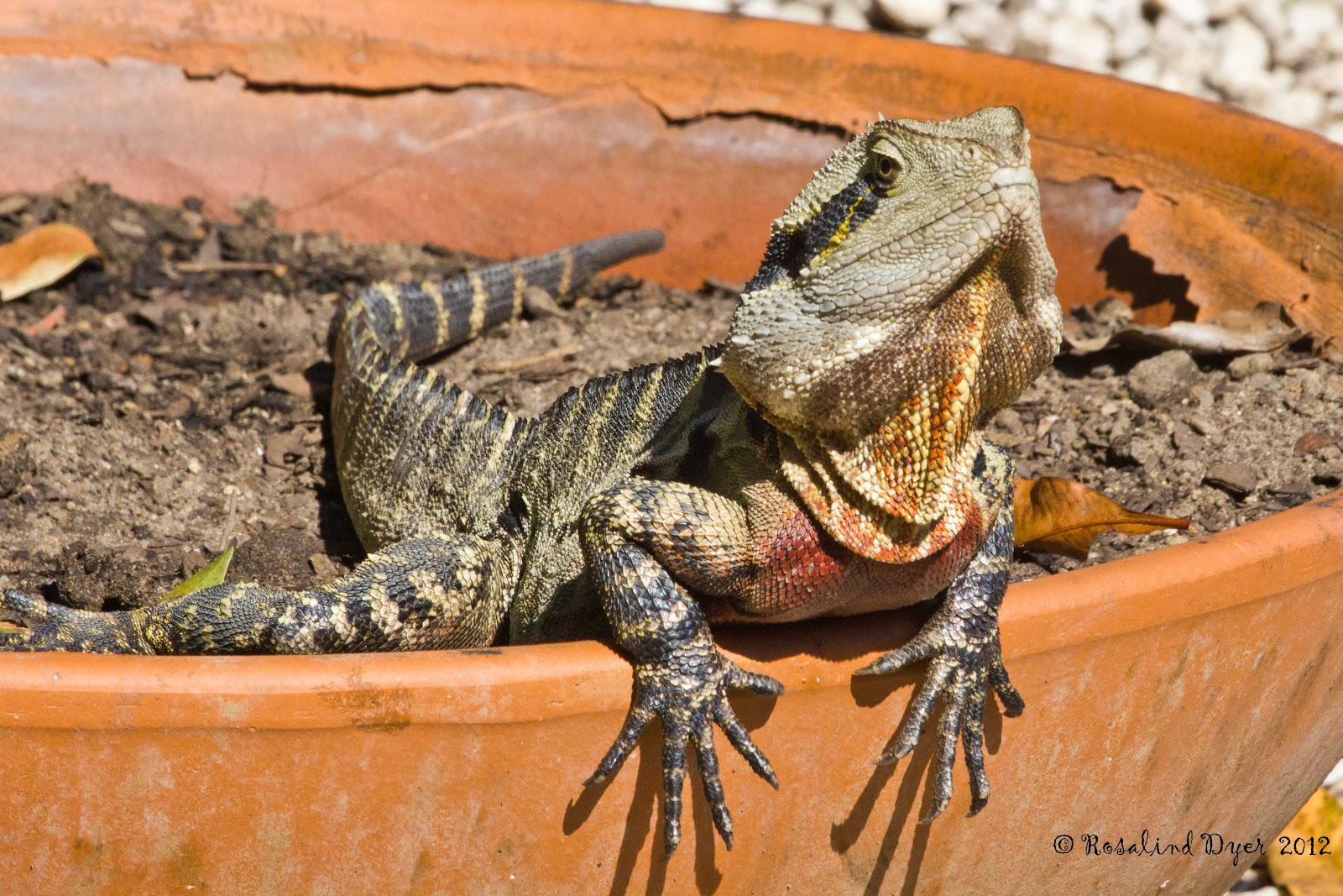 bearded-dragon-water-bowl