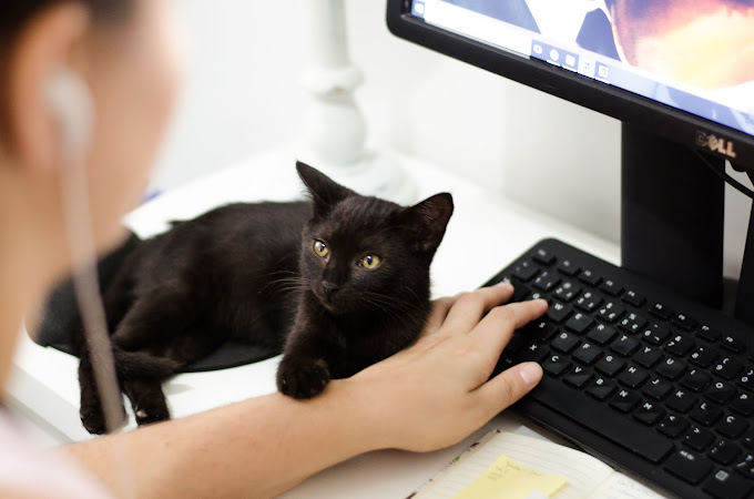 Gato preto e computador