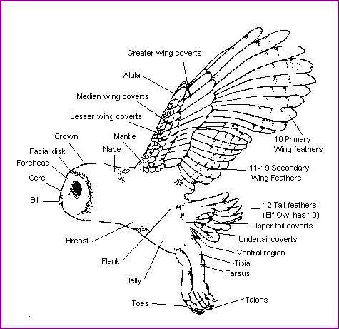 Barn Owl Body Diagram