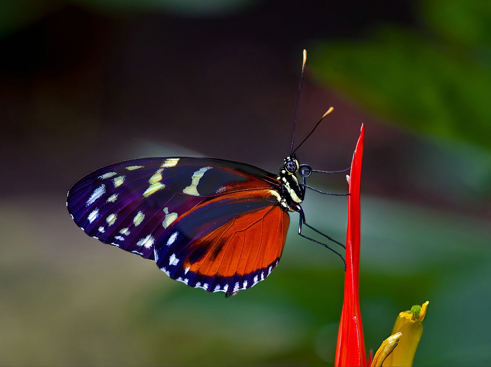 Banco de Imágenes: Fotografías de mariposas en el jardín - Butterflies