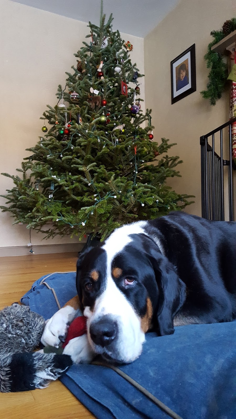 On the Fly Pet Sitting Pet Sitting Dover NH BIG Dogs