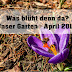 Was blüht denn da? Unser Garten April 2018 | adriantestet.wordpress.com