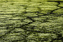 Macrophytes in drainage ditches: functioning and perspectives for recovery. Bron: http://www.wageningenur.nl/en/calendar-wageningen-ur/show/Macrophytes-in-drainage-ditches-Functioning-and-perspectives-for-recovery.htm