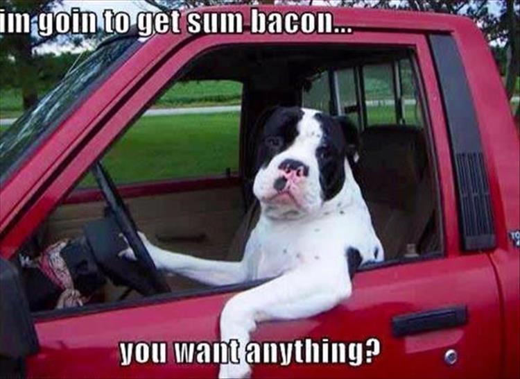 30 Funny animal captions - part 51, best funny caption pictures, animal meme, funny meme, animal pictures with sayings