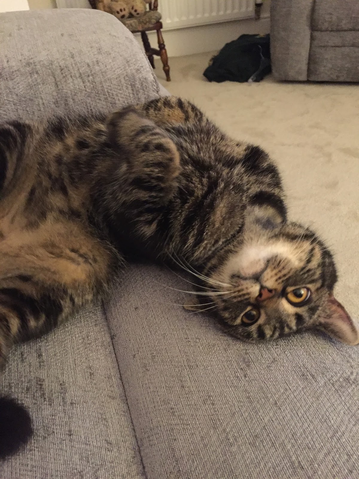 Cats Protection Exeter Axhayes Adoption Centre Success Story Greg