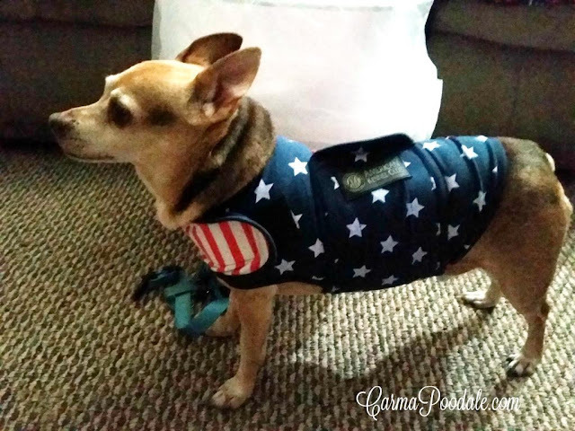 Chihuahua in #CalmingCoat