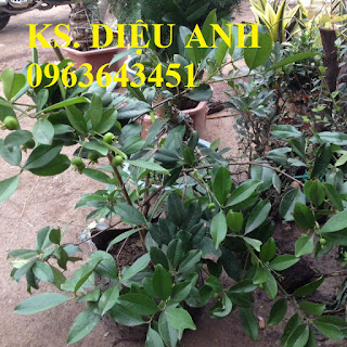 Cung cấp cây giống, cây trưởng thành cherry anh đào, cherry Mỹ, cherry Brazil, cherry nhiệt đới xịn Cung cấp cây giống, cây trưởng thành cherry anh đào, cherry Mỹ, cherry Brazil, cherry nhiệt đới xịn