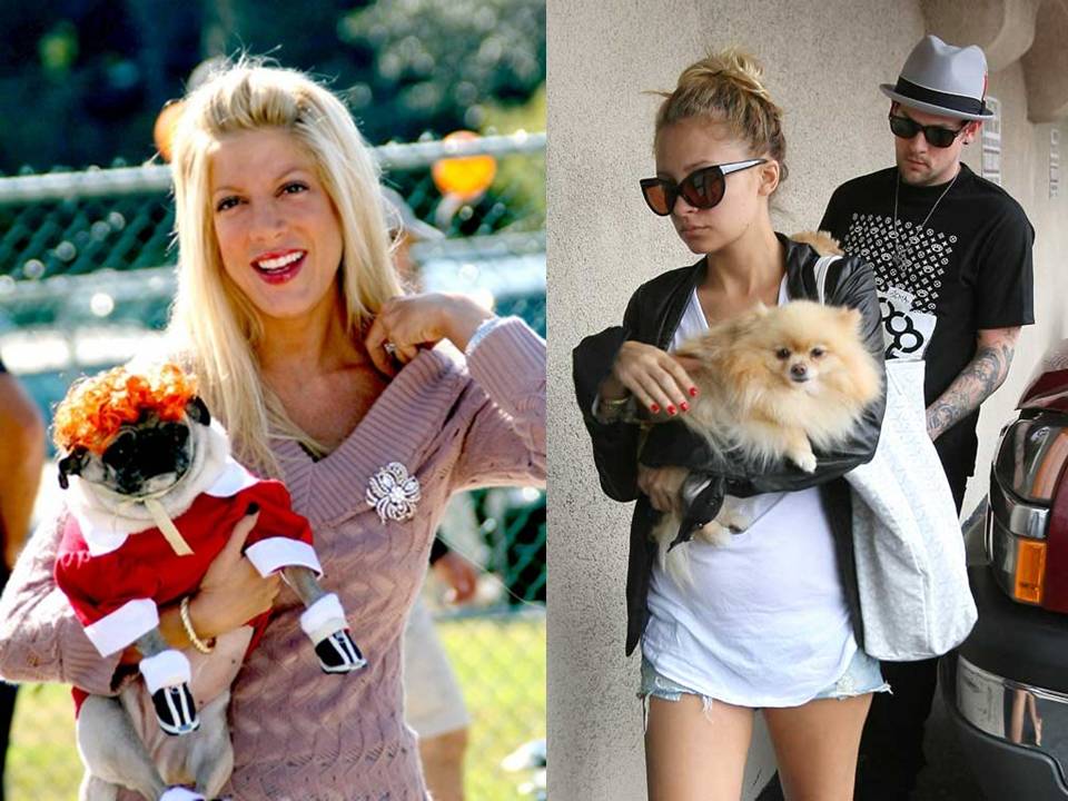 JUNGFRAUEN: Celebrities dogs