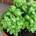 LOGRAR UN ASCENSO CON ALBAHACA