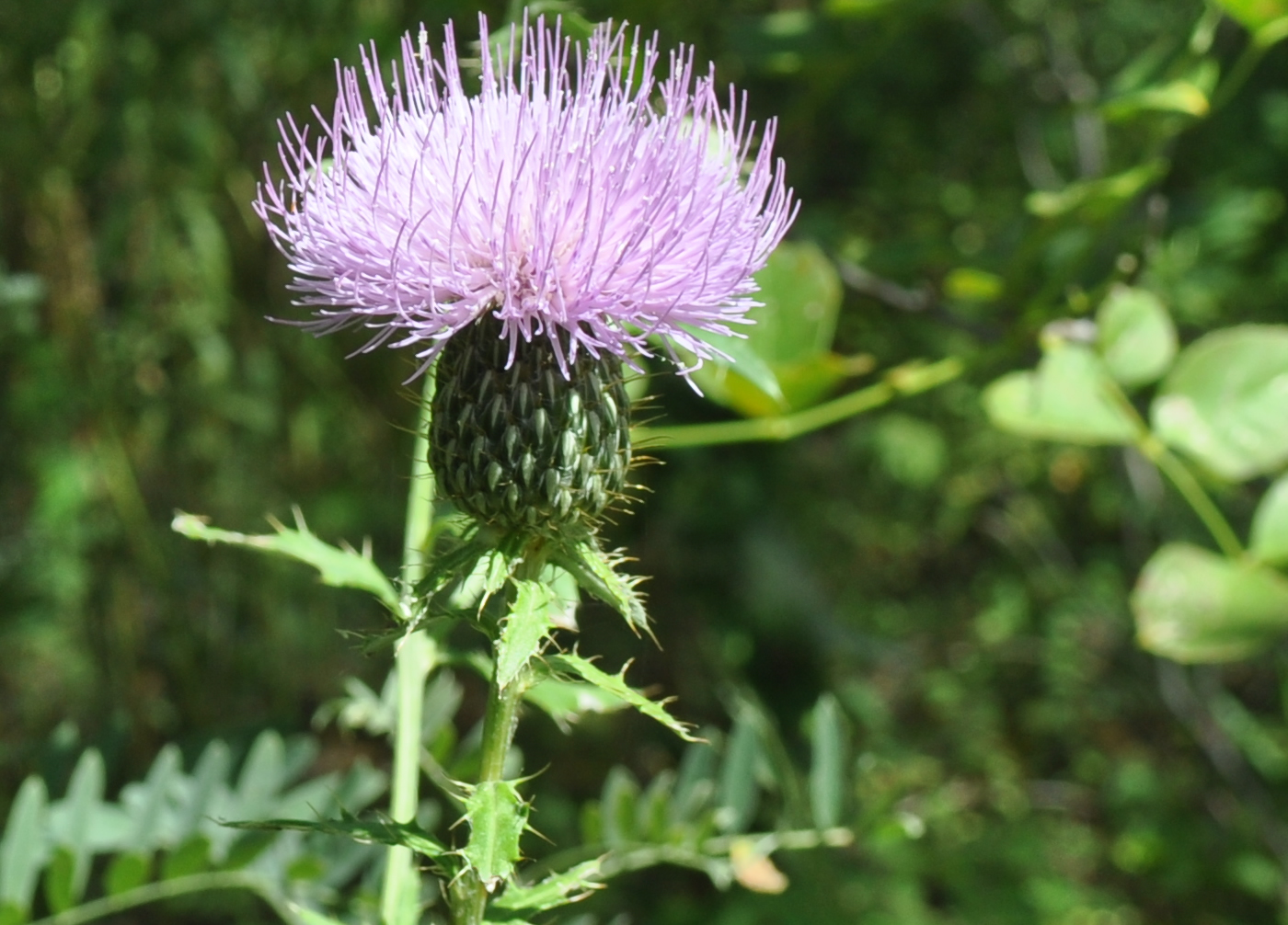 kansas wildflowers Thistle