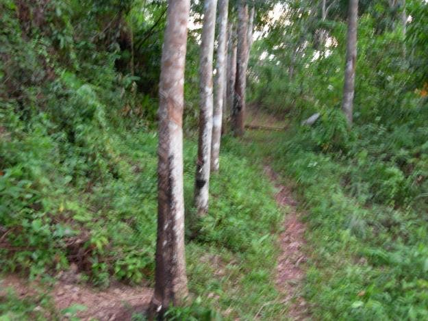 Bapa Mentua Rogol Menantu Dlm Kebun Getah