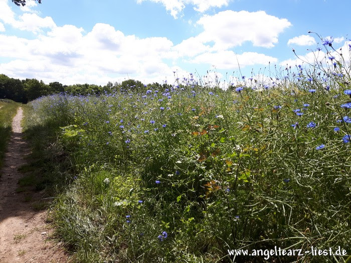 Blaue Mohnblumen in Grabau Blaue Mohnblumen in Grabau