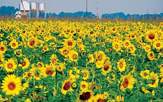 Sunflower oil market Ukraine1