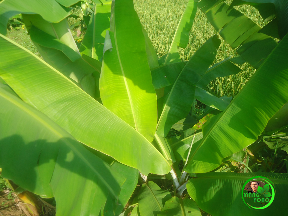 Manfaat daun  pisang 