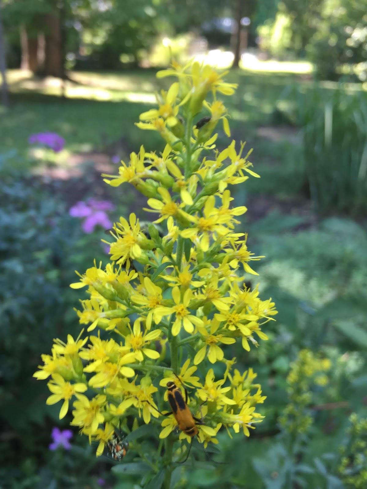 White Swan Properties Blogspot Pruning Shrubs Renovation Verses