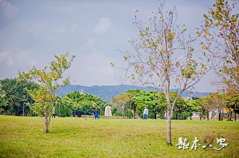 心湖櫻緣|三峽台北大學「心湖櫻花步道」-杜鵑、吉野櫻、木棉花齊綻放
