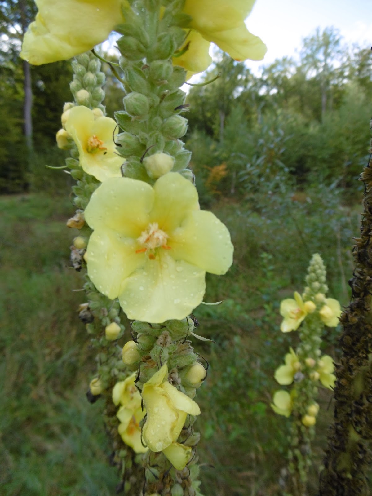 JARDINS DE SANTÉ SUREAU & BOUILLON BLANC DES SIROPS POUR L'HIVER