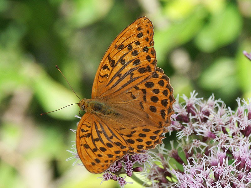 Loire Valley Nature: Silver-washed Fritillary - Argynnis paphia