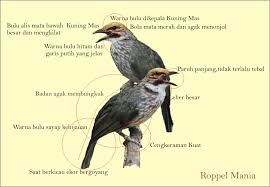 Ciri-Ciri Dan Cara Membedakan Burung Cucakrowo Jantan Dan Burung Cucakrowo Betian Dengan Detail