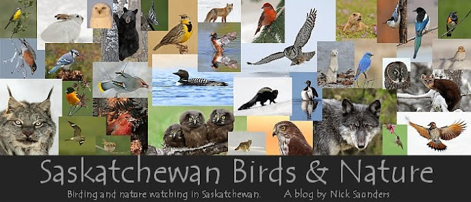 Saskatchewan Birds, Nature and Scenery